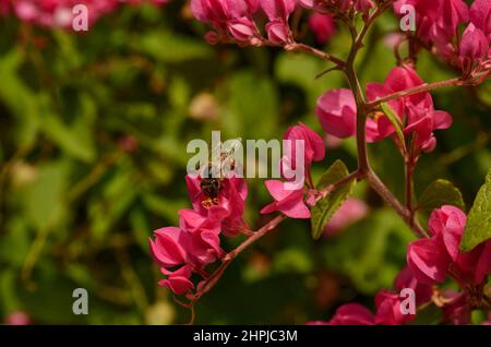 une belle photo en gros plan d'une abeille collectant le nectar des fleurs roses au printemps. Banque D'Images