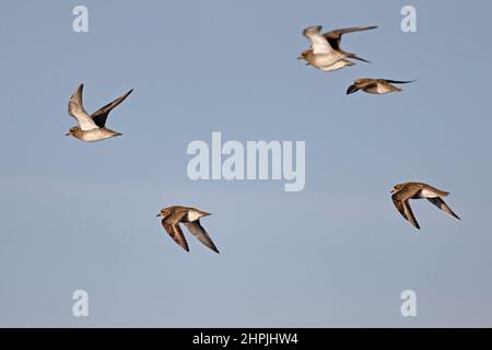 European Golden Plover en vol à RSPB Frampton Lincolnshire Banque D'Images