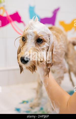 Gros plan vertical d'un adorable chien bouclés et obéissant, groomer femme lavant l'animal avec du shampooing dans la salle de bains au salon de coiffure. U Banque D'Images