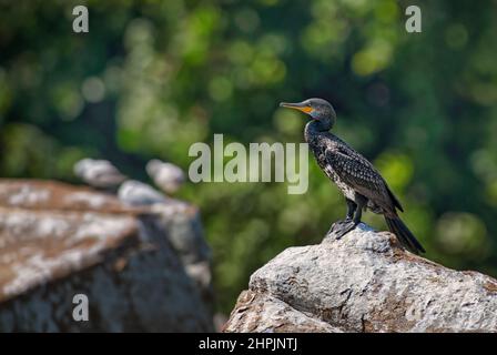 Grand Cormorant - Phalacrocorax carbo, grand oiseau d'eau des lacs, rivières et côtes de la mer du monde entier, Sri Lanka. Banque D'Images
