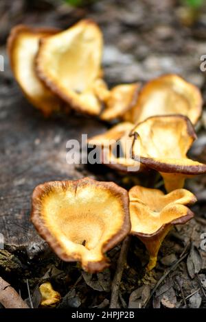 Champignons bruns en forme de tasse dans la forêt tropicale de Singapour. Banque D'Images