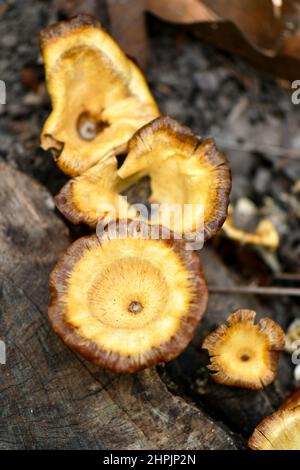 Champignons bruns en forme de tasse dans la forêt tropicale de Singapour. Banque D'Images