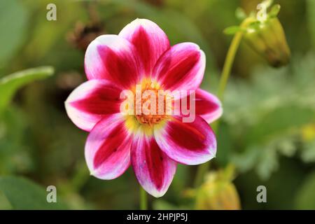 Dahlia hortensis en macro Banque D'Images