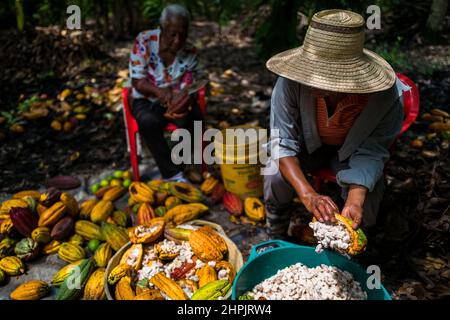 Les agriculteurs afro-colombiens séparent les graines de cacao pulpy des gousses de cacao au cours d'une récolte sur une ferme traditionnelle de cacao à Cuernavaca, Cauca, Colombie. Banque D'Images