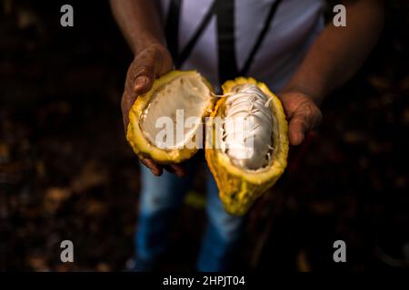 Un fermier afro-colombien tient une gousse de cacao fraîchement ouverte, avec des graines couvertes de pâte, sur une ferme traditionnelle de cacao à Cuernavaca, Cauca, Colombie. Banque D'Images