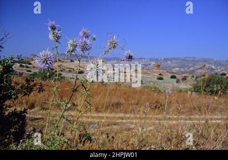 Pays de la fin de l'été parachevé près de Dhora (Dora), Chypre, avec un chardon en avant-plan Banque D'Images