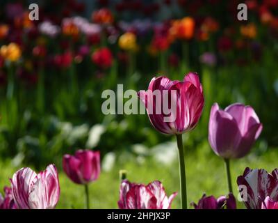 Foyer sélectif des tulipes roses en fleur dans le champ Banque D'Images