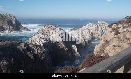 Troupeau de pélicans bruns sur la falaise, île rocheuse dans l'océan, paysage de point Lobos, faune de Monterey, côte californienne, États-Unis.Les grandes vagues se brisent, les oiseaux volent.Nombreux pelecanus nichant, colonie d'animaux sauvages. Banque D'Images