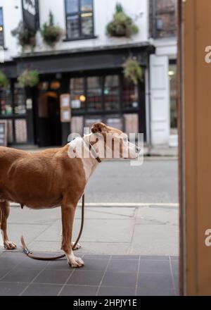 Chien à l'air triste et perdu abandonné dans la rue à l'extérieur du magasin attendant que son propriétaire retourne. Banque D'Images