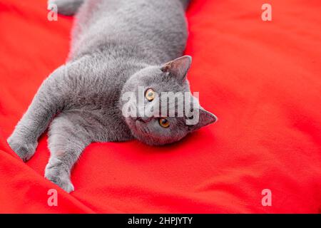 Un chat gris sur un écossais rouge . Un animal de compagnie. Un article sur les chats. Chat britannique. Copier l'espace Banque D'Images