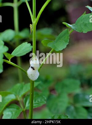 Le punaise pierced et suce la sève cellulaire de la plante avec la sécrétion de mousse comme la substance au fond. Ce bogue est connu pour la masse de bouittle qu'ils produisent Banque D'Images