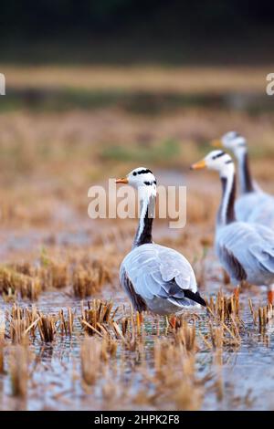 Bar à tête d'oie dans leur habitat naturel. L'oiseau gris est connu pour les altitudes extrêmes qu'il atteint lors de la migration à travers l'Himalaya Banque D'Images