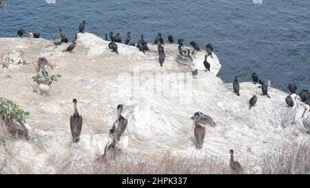 Cormorant séchant de troupeau ou de colonie, plumes d'ailes de prène d'oiseau pélican, roche par eau de mer d'océan, faune de la Jolla Cove, côte de Californie, États-Unis. Animal aviaire , faune dans l'habitat naturel ou liberté sur la falaise Banque D'Images