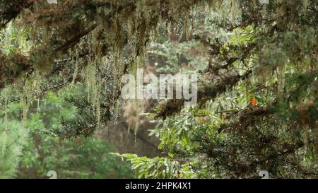 Dentelle lichen mousse pendante, branches d'arbre dans la forêt brumeux. Bois surréalistes, vieux bosquet mystérieux de fées, bois fantaisie. Plantes couvertes de champignon parasite. Monterey Flora, Californie Etats-Unis Banque D'Images