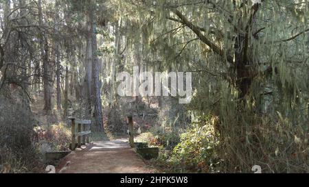 Sentier en forêt ou en bois, sentier de randonnée ou espace pour les pieds dans un bosquet ou une forêt, point Lobos, Californie États-Unis.Chemin ou passerelle.Pins conifères, mousse de lichen en dentelle suspendue.Passerelle ou pont en bois. Banque D'Images