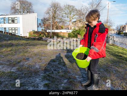 Trinity Primary School, Édimbourg, Écosse, Royaume-Uni, 22 février 2022. Terre végétale pour les écoles : excavation pendant le projet des biomes du jardin botanique royal, un surplus de terre végétale de 50 tonnes est accordé aux écoles, aux allotissements et aux organismes communautaires par Balfour Beatty. Une livraison de 5 tonnes a lieu à l'école primaire Trinity pour transporter la terre ou la terre pour remplir les planteurs dans le jardin de l'école pour que les élèves cultivent des légumes. Les élèves du primaire 4 utilisent des récipients de toutes formes et tailles pour déplacer la terre pour remplir les planteurs ; un travail d'équipe est nécessaire Banque D'Images