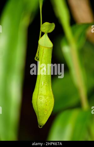Plante de Pitcher sauvage suspendue dans la forêt tropicale Banque D'Images
