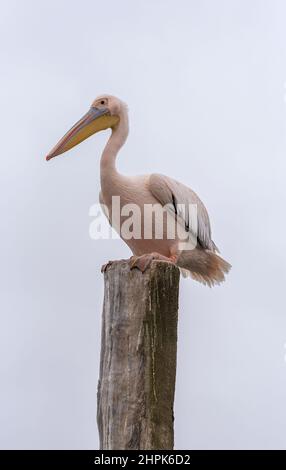 Grand Pelican blanc à Walvis Bay, Namibie Banque D'Images