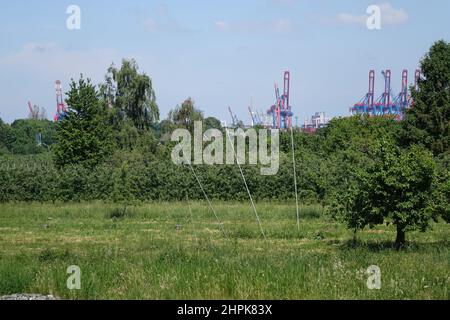 Énormes grues de fret bleu et rouge du port de Hambourg vues d'une plantation de pommes Finkenwerder lors d'une journée ensoleillée d'été, Finkenwerder, Hambourg, Allemagne Banque D'Images