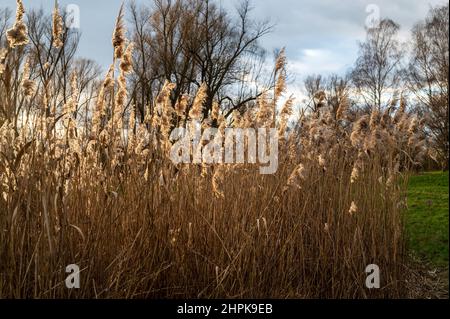 Roseaux avec arbres en arrière-plan Banque D'Images