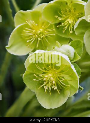 Des fleurs vertes attrayantes de l'hellébore Corse H corsicus ou argutifolius fleurissent à la fin de l'hiver et au début du printemps - Royaume-Uni Banque D'Images