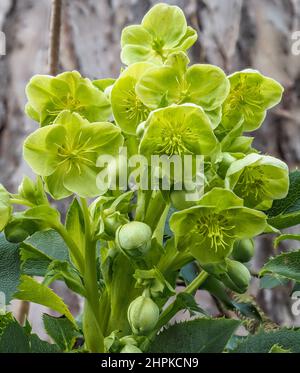 Des fleurs vertes attrayantes de l'hellébore Corse H corsicus ou argutifolius fleurissent à la fin de l'hiver et au début du printemps - Royaume-Uni Banque D'Images