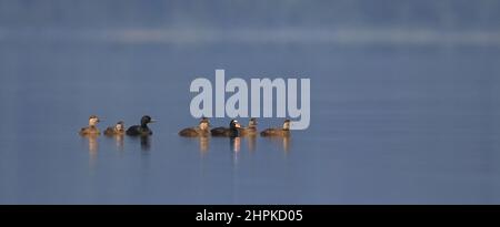 Canards nageant en ligne dans un lac calme et lumière du matin Banque D'Images