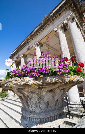 Pétunias dans un grand semoir à l'extérieur de l'entrée de la maison de Stanted, un jour de Summers Banque D'Images