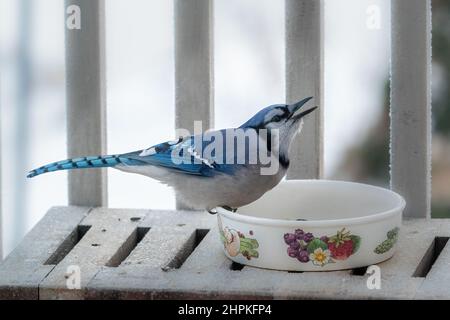 J'ai photographié ce Bluejay en appréciant la nourriture et les en-cas que j'ai mis pour eux en hiver dans notre maison près de West Jackport dans le comté de Door Wisconsin. Banque D'Images