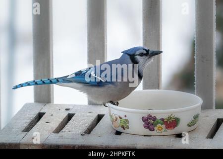 J'ai photographié ce Bluejay en appréciant la nourriture et les en-cas que j'ai mis pour eux en hiver dans notre maison près de West Jackport dans le comté de Door Wisconsin. Banque D'Images