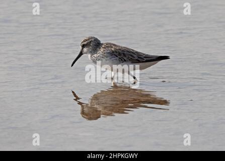 Sandpiper à bec large (Calidris falcinellus falcinellus) adulte de recherche de nourriture en eau peu profonde Oman Décembre Banque D'Images