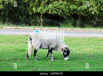 Moutons écossais à blacface pâturage dans Goathland, Yorkshire. Banque D'Images