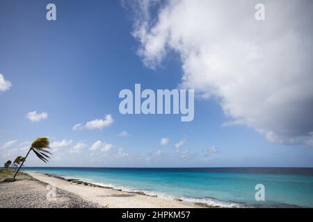 Plage tropicale avec palmiers. Concept vacances d'été. Banque D'Images
