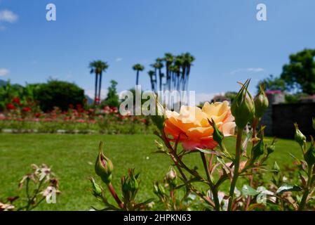 Vue panoramique sur le jardin botanique de la Villa Taranto. Pallanza, Verbania, Italie. Mise au point sélective. Photo de haute qualité Banque D'Images