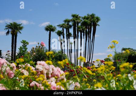 Vue panoramique sur le jardin botanique de la Villa Taranto. Pallanza, Verbania, Italie. Mise au point sélective. Photo de haute qualité Banque D'Images