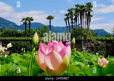 Jardin de Lotus dans le jardin botanique de la Villa Taranto. Verbania, Italie. Mise au point sélective. Photo de haute qualité Banque D'Images