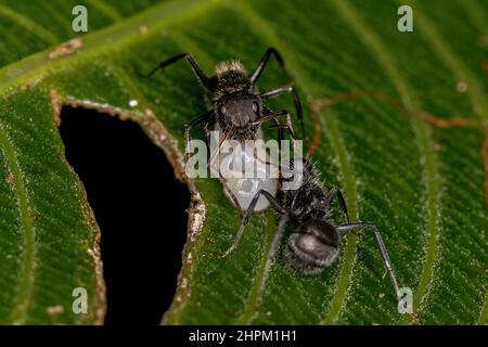 Adulte Femme Carpenter Ants du genre Camponotus prêchant sur une larve Banque D'Images