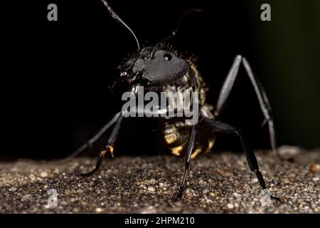 Femelle adulte chatoyant Golden Sugar Ant de l'espèce Camponotus sericeiventris Banque D'Images