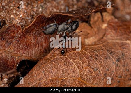 Fourmi à tête grosse femelle adulte du genre Pheidole portant une tortue adulte Ant du genre Cephalotes Banque D'Images