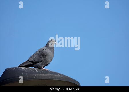 Pigeon prend un repos sur la lumière de rue avec fond bleu ciel Banque D'Images