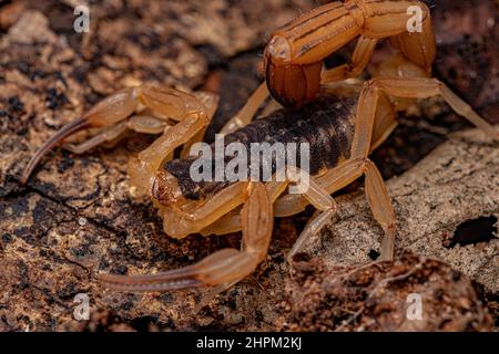 Scorpion jaune brésilien femelle adulte de l'espèce Tityus serrulatus Banque D'Images