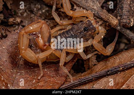 Scorpion jaune brésilien femelle adulte de l'espèce Tityus serrulatus Banque D'Images