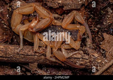 Scorpion jaune brésilien femelle adulte de l'espèce Tityus serrulatus Banque D'Images