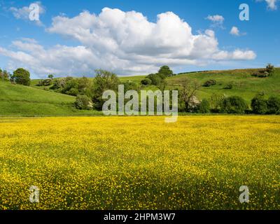 Un beau champ de buttercups avec un ciel bleu ciel nuageux au-dessus de l'est Ayrshire, en Écosse. Banque D'Images