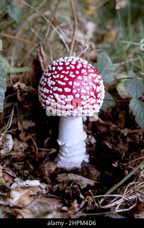 Une seule Amanita muscaria, communément connue sous le nom de mouche agarique ou mouche amanita champignons Banque D'Images