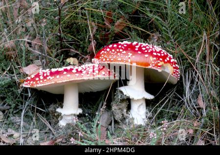 Amanita muscaria, communément connu sous le nom de mouche agarique ou mouche amanita champignons. Champignons sauvages toxiques Banque D'Images