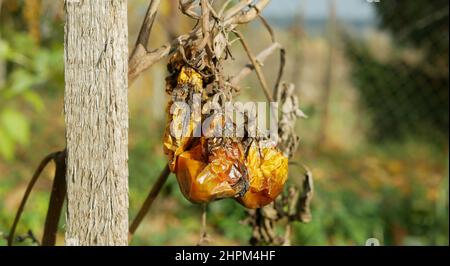 Pourri moule de tomate champignons ferme agriculture bio pourriture organique rouille légumes culture plante mousse de serre détail mouillage, sécheresse sol sec Banque D'Images