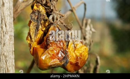 Pourri moule de tomate champignons ferme agriculture bio pourriture organique rouille légumes culture plante mousse de serre détail mouillage, sécheresse sol sec Banque D'Images