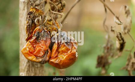 Pourri moule de tomate champignons ferme agriculture bio pourriture organique rouille légumes culture plante mousse de serre détail mouillage, sécheresse sol sec Banque D'Images