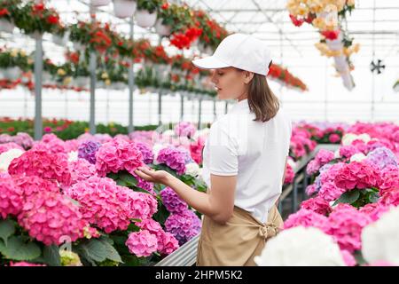 Vue latérale de la jeune femme en chapeau blanc et chemise marchant dans la serre et appréciant le plaisir odorat belles fleurs roses. Concept de soin des plantes. Banque D'Images